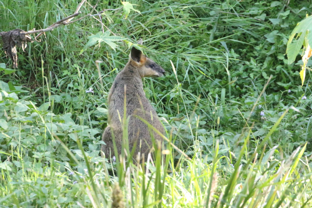 Ein kleines Wallaby mit braun-schwarzem Fell steht wachsam im Gras bei Pflanzen, seine Ohren sind gespitzt.