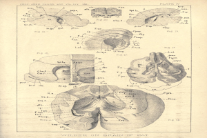 Ein altes Buch mit einer Zeichnung eines menschlichen Gehirns auf dem Cover, das Bilder und Text enthält, die Informationen über das Gehirn bereitstellen.
