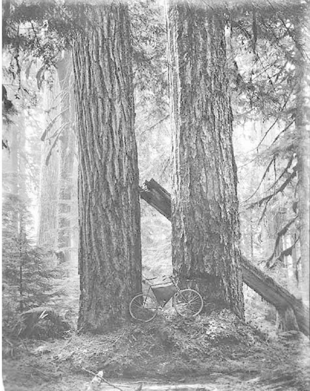 Schwarzes und weißes Foto eines Fahrrads, das auf dem Boden in einem Rotholzwald geparkt ist, umgeben von hohen Bäumen.