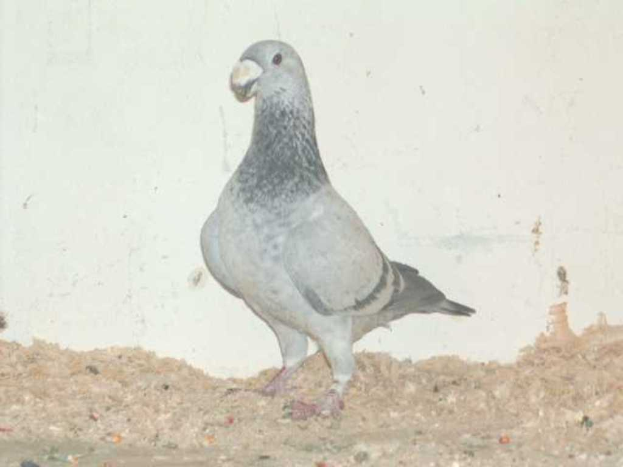 Eine Taube steht auf einem sandigen Untergrund neben einer Wand.
