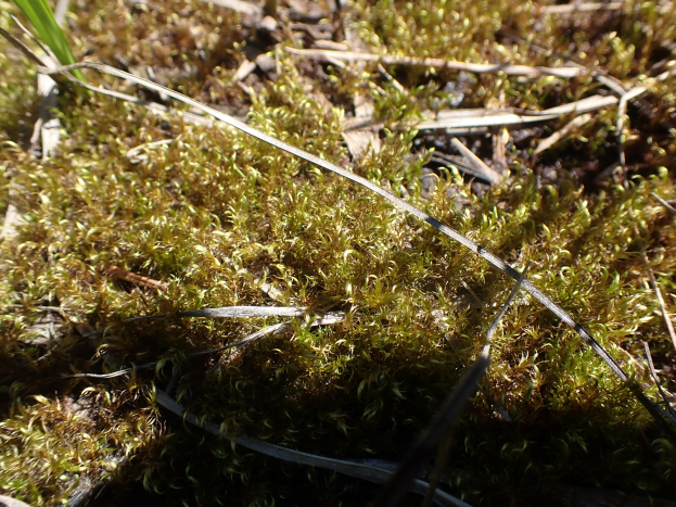 Nahaufnahme von kleinem grünem Moos, das auf dem Boden wächst und von Gras und trockenen Blättern umgeben ist.