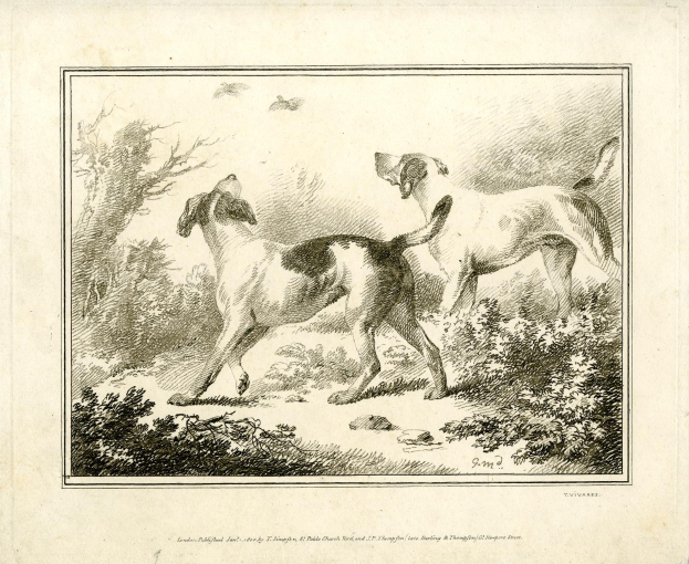 Zwei Hunde laufen in einem Waldgebiet mit Pflanzen und Bäumen, mit Text am unteren Rand des Bildes.