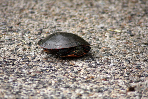 Eine Schildkröte ist auf dem Bild zu sehen.