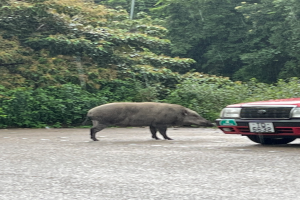 Ein Wildschwein ├╝berquert die Stra├če vor einem roten Auto, mit B├Ąumen im Hintergrund.