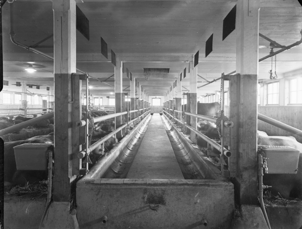 Ein Schwarz-Weiß-Foto von Kühen in einem Stall, mit Pfählen, Rohren, Lampen, Fenstern und anderen Gegenständen im Hintergrund und Text am unteren Bildrand.