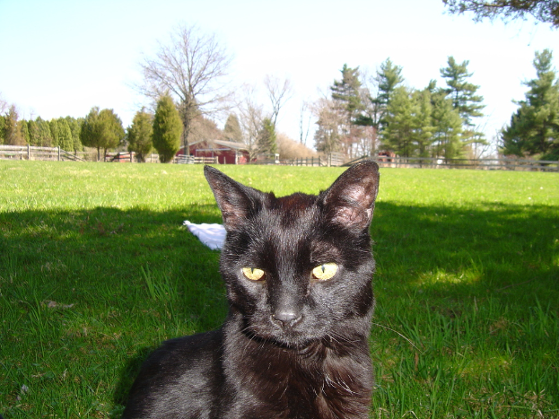 Eine schwarze Katze im Vordergrund mit Gras in der Mitte, Bäume, ein Haus und eine Einfriedung im Hintergrund.