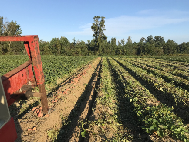 Traktor pflügt ein Sojabohnenfeld mit einer Pflug im Vordergrund, umgeben von Bäumen und einem klaren blauen Himmel im Hintergrund.
