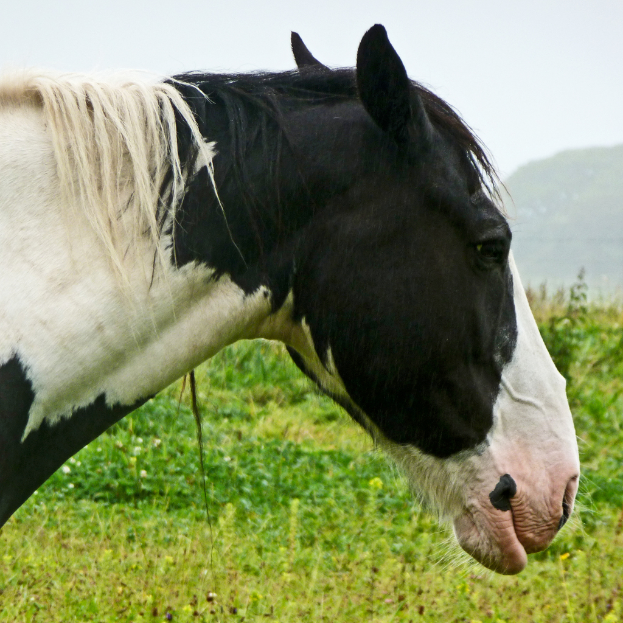 Ein schwarzes und weißes Pferd steht vor kleinen grünen Pflanzen, mit einem Hügel und Himmel im Hintergrund.