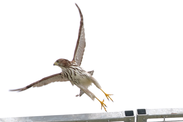 Ein Wanderfalke in der Luft mit ausgebreiteten Flügeln, der über einen Metallzaun fliegt.