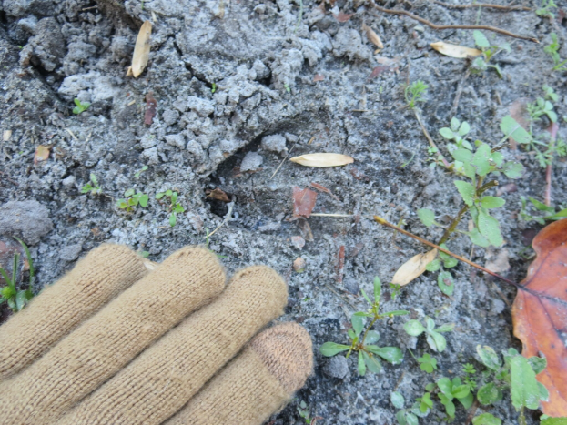Handschuhpaar auf Erde neben kleinen Pflanzen, trockenen Blättern und Zweigen.