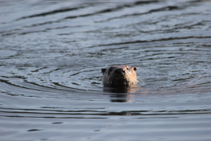 Ein Eurasischer Otter schwimmt im Wasser mit dem Kopf über der Oberfläche, das Fell glänzt in der Sonne, die Augen sind weit geöffnet.