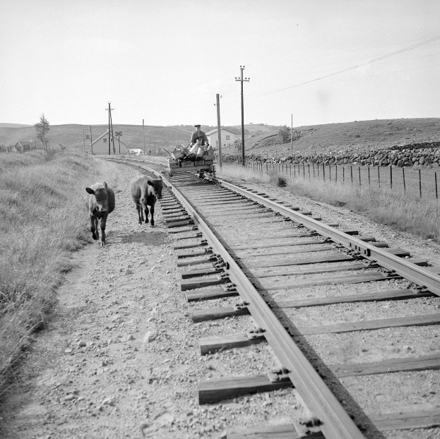 Schwarz-weiß-Foto von zwei Kühen, die auf den Bahngeleisen gehen, mit einer Person auf einem Fahrzeug im Vordergrund, Gras und einem Zaun auf beiden Seiten und Häusern, Bäumen und Mästen im Hintergrund.