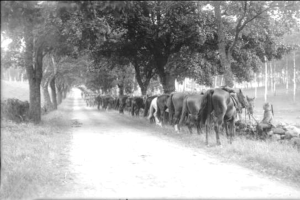 Ein Schwarz-Weiß-Foto einer Herde von Pferden, die einen Schotterweg entlanggehen, mit einer Person auf der rechten Seite des Weges und Bäumen im Hintergrund.