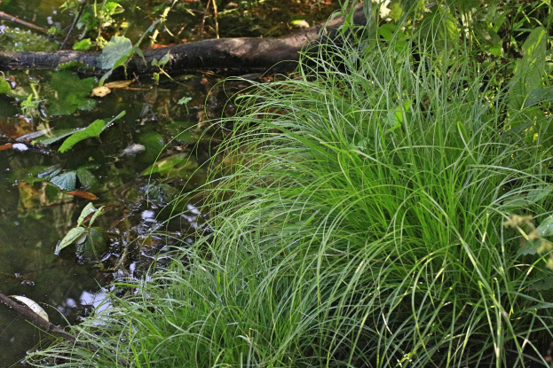Ein kleiner, ruhiger Bach in einem bewaldeten Gebiet mit hohem grünen Gras und üppiger Vegetation, der sich in dem klaren Wasser spiegelt.