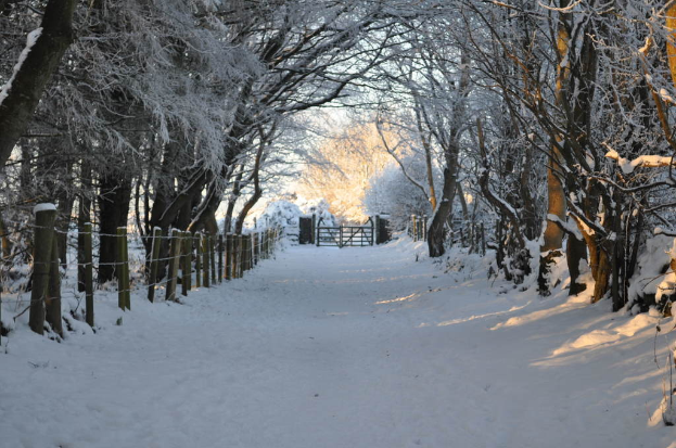 Ein schneebedeckter Weg, gesäumt von Bäumen und einem Zaun, der zu einem Tor führt.