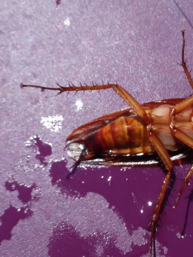 Eine Kakerlake krabbelt auf einer violetten Oberfläche.