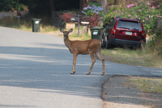 Ein Hirsch überquert eine Straße vor einem Haus, mit einem Auto auf der rechten Seite geparkt, umgeben von Bäumen, Pflanzen, Blumen und Mülltonnen.