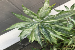 Ein Close-up eines Cannabis-Pflanzen in einem Topf auf einem Bürgersteig, mit einer Wand im Hintergrund, das üppige grüne Blätter und einen dicken Stamm zeigt.