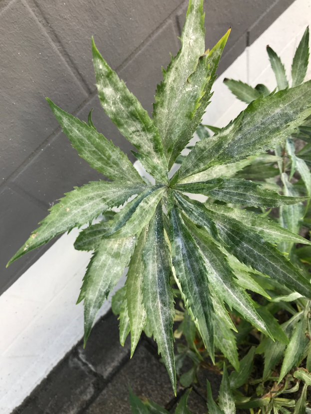 Ein Close-up eines Cannabis-Pflanzen in einem Topf auf einem Bürgersteig, mit einer Wand im Hintergrund, das üppige grüne Blätter und einen dicken Stamm zeigt.