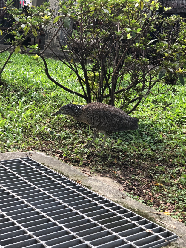 Ein Vogel steht auf einem Metallgitter im Gras, umgeben von Pflanzen und Bäumen, mit einem Gebäude im Hintergrund.