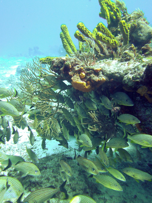 Unterwasser-Szene mit Fischen, Unterwasser-Pflanzen und klarem Wasser.