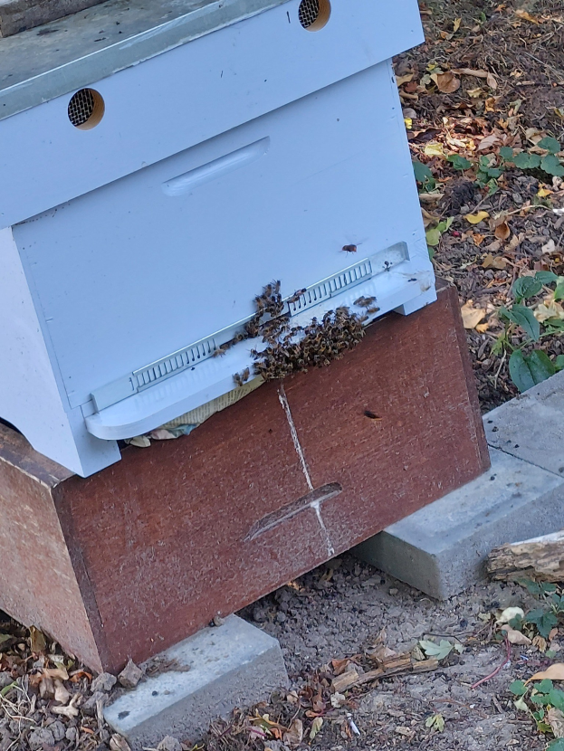 Ein Bienenstock mit einem Schwarm Bienen darauf, umgeben von trockenen Blättern und Pflanzen auf dem Boden.