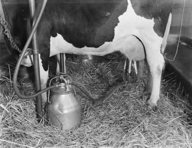 Eine schwarz-weiße Kuh steht in einem Stall neben einer Melkmaschine.