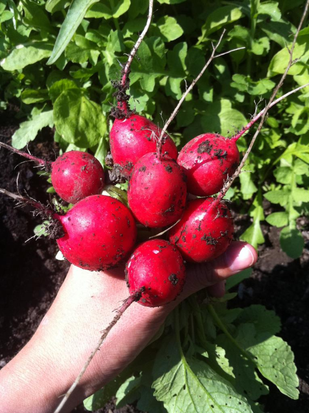 Eine Person mit Rüben in der Hand mit Pflanzen im Hintergrund.