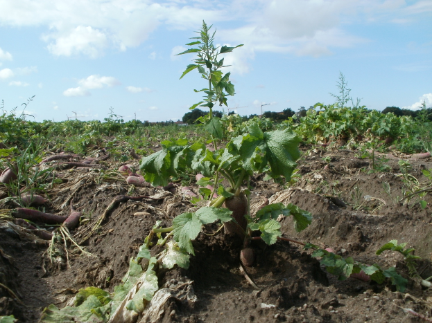 Ein Süßkartoffelfeld mit einer kleinen Pflanze in der Mitte, umgeben von Bäumen und einem bewölkten Himmel.