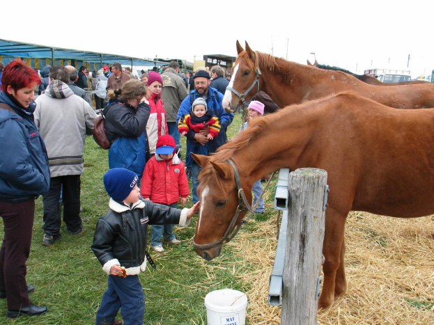 Drei Pferde auf gr√ľner Wiese mit einer Gruppe von Menschen in der N√§he, einem Fahrzeug und einer H√ľtte im Hintergrund.