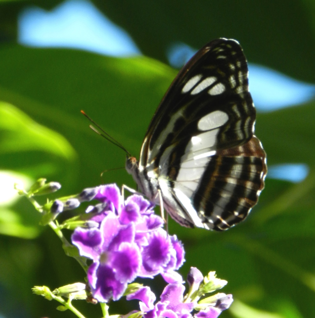Ein Schmetterling sitzt auf violetten Blumen mit einem unscharfen grünen Hintergrund.
