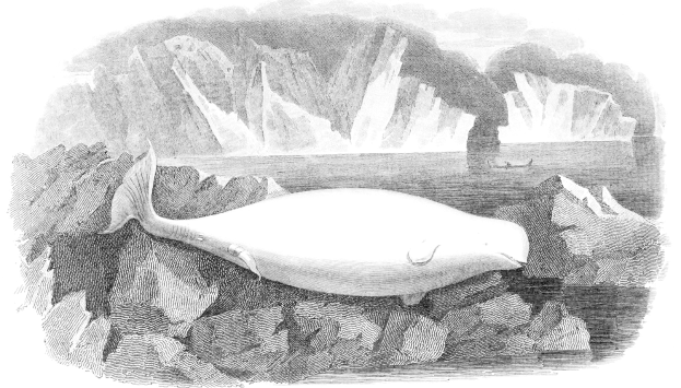 Schwarz-weiß-Zeichnung eines Wals auf einem Felsen im Wasser mit Eisbergen im Hintergrund und Text unten.