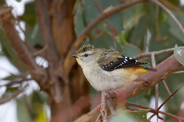 Ein Vogel sitzt auf einem Ast.