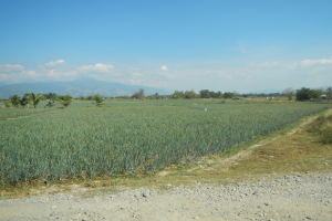 Ein Schotterweg schlängelt sich durch ein saftiges grünes Feld von Agavenpflanzen, mit Bäumen, Bergen und einem klaren blauen Himmel im Hintergrund.